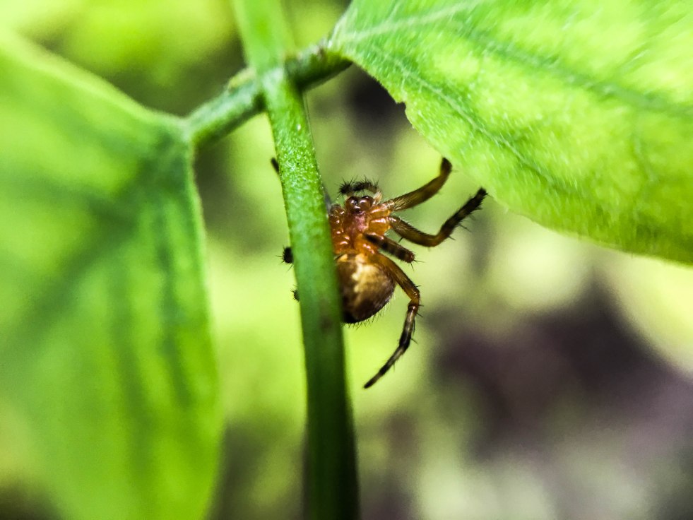 Macro spider on a leaf