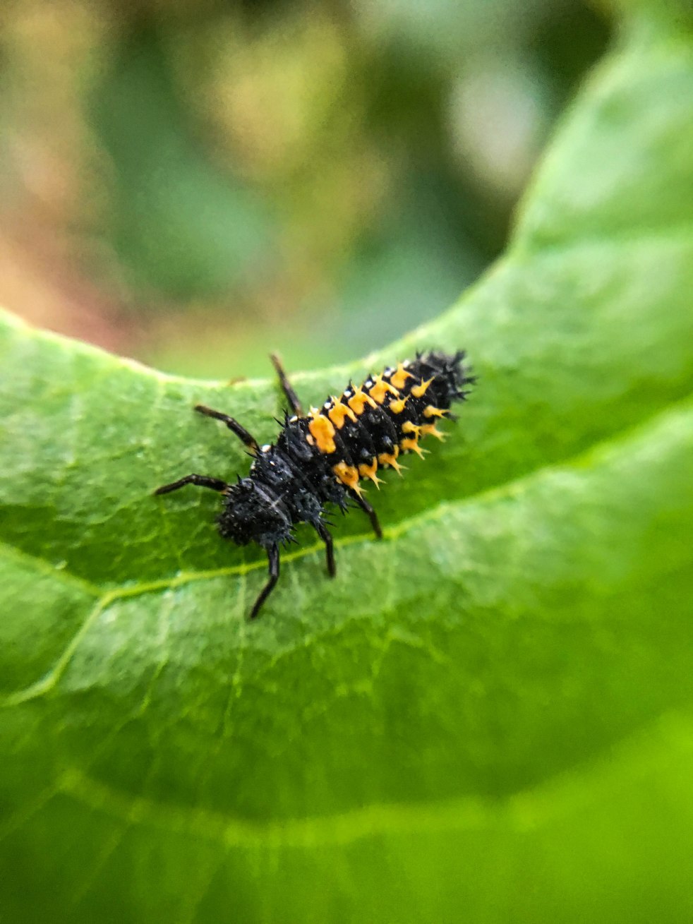 Micro caterpillar on a leaf