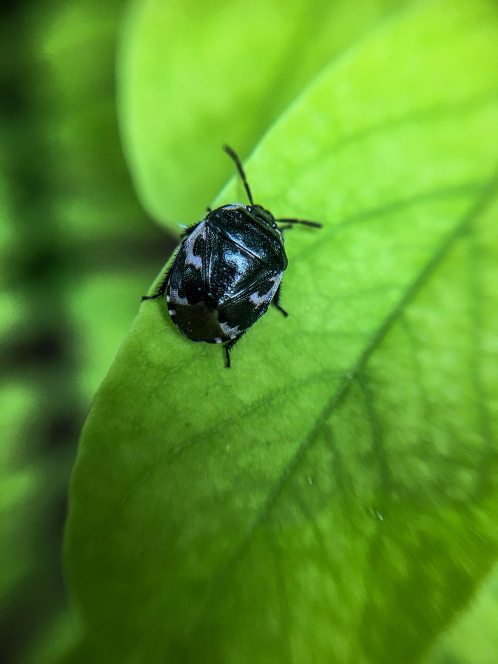 Micro insect on a leaf