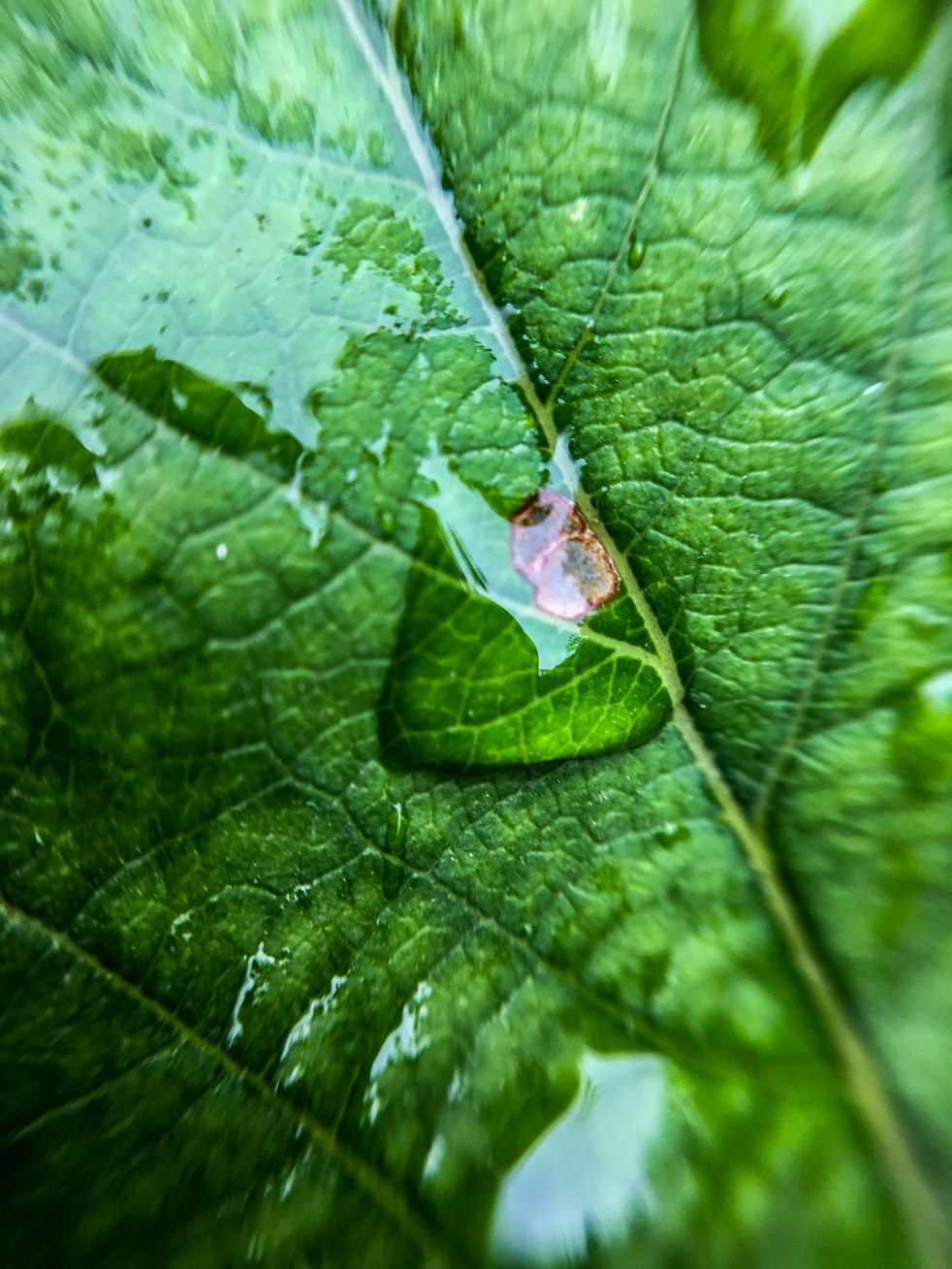 Micro rain drops leaf