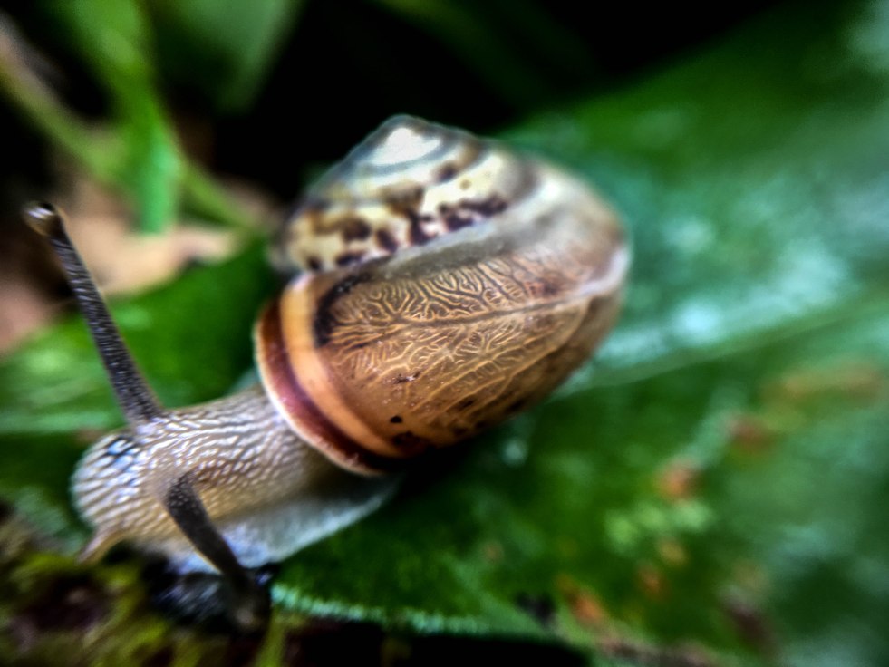 Micro snail shell pattern