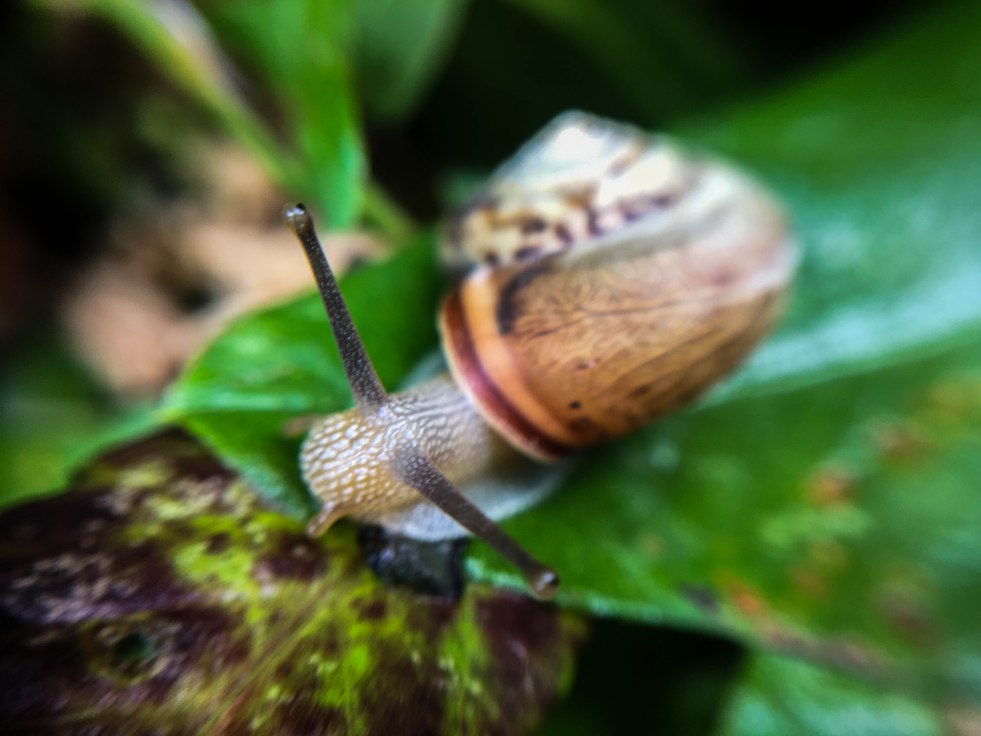 Micro snail