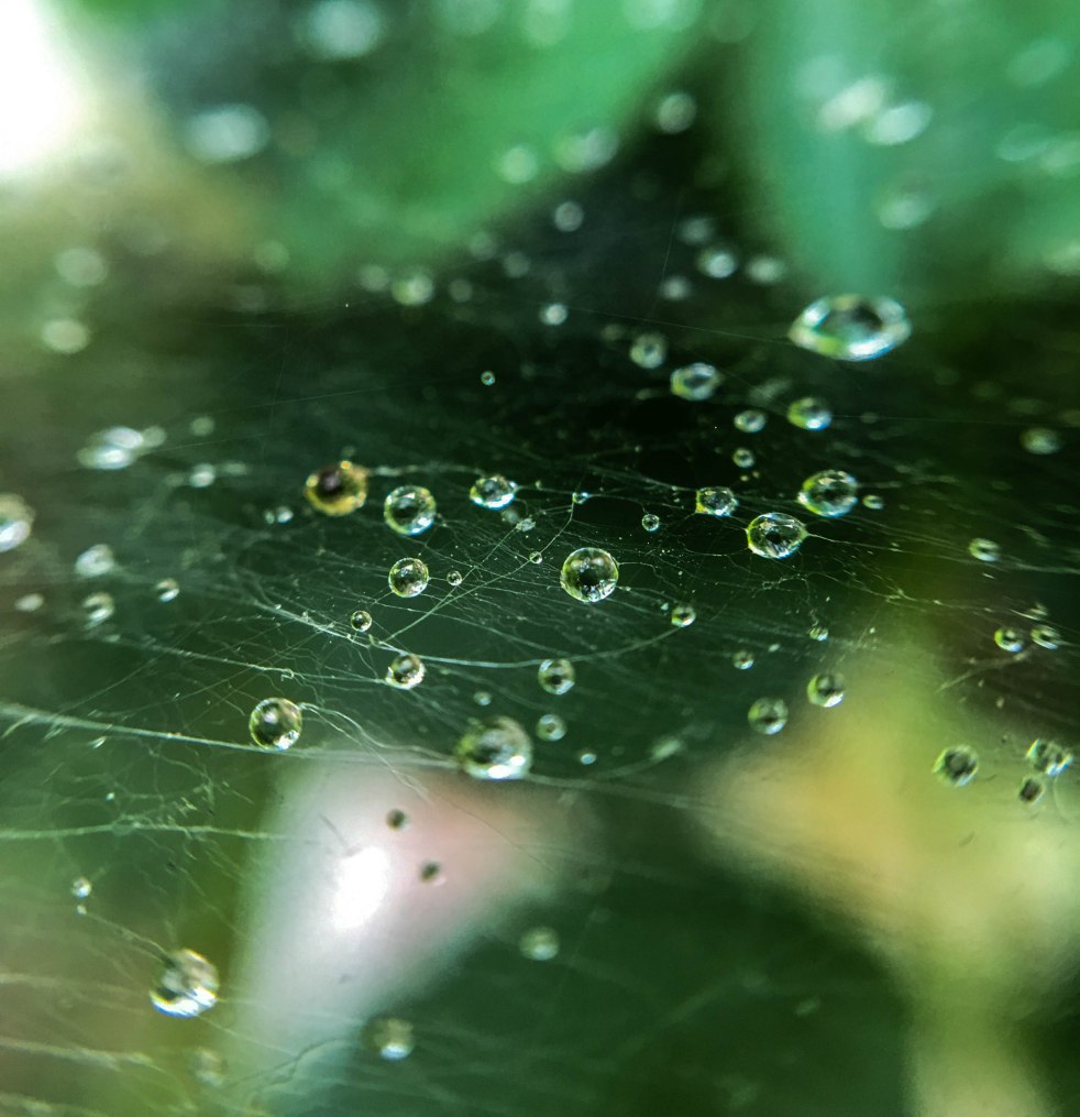 Rain drops spiderweb