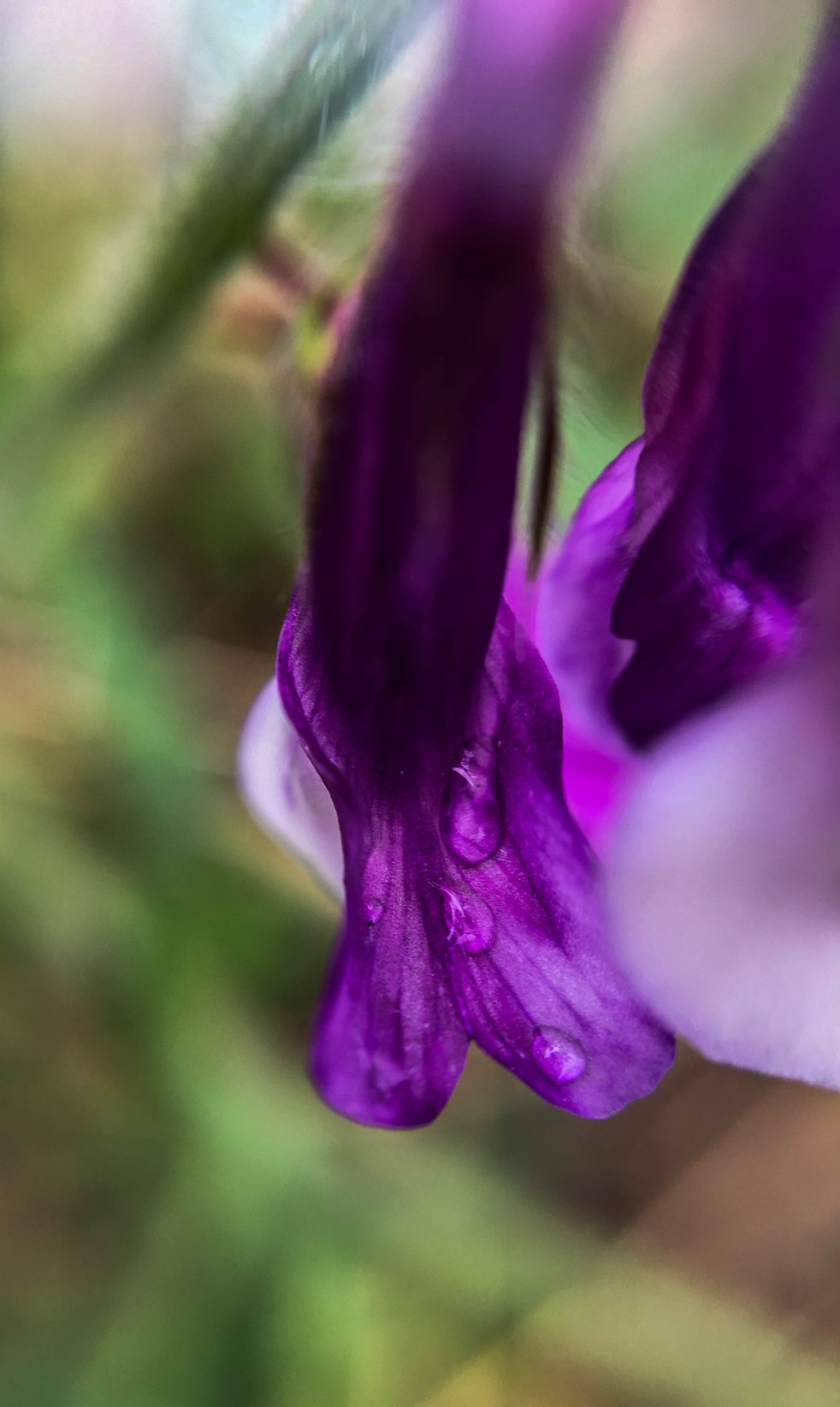 Rain on a purple flower