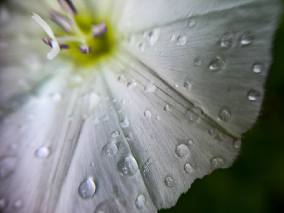 Raindrops on a flower
