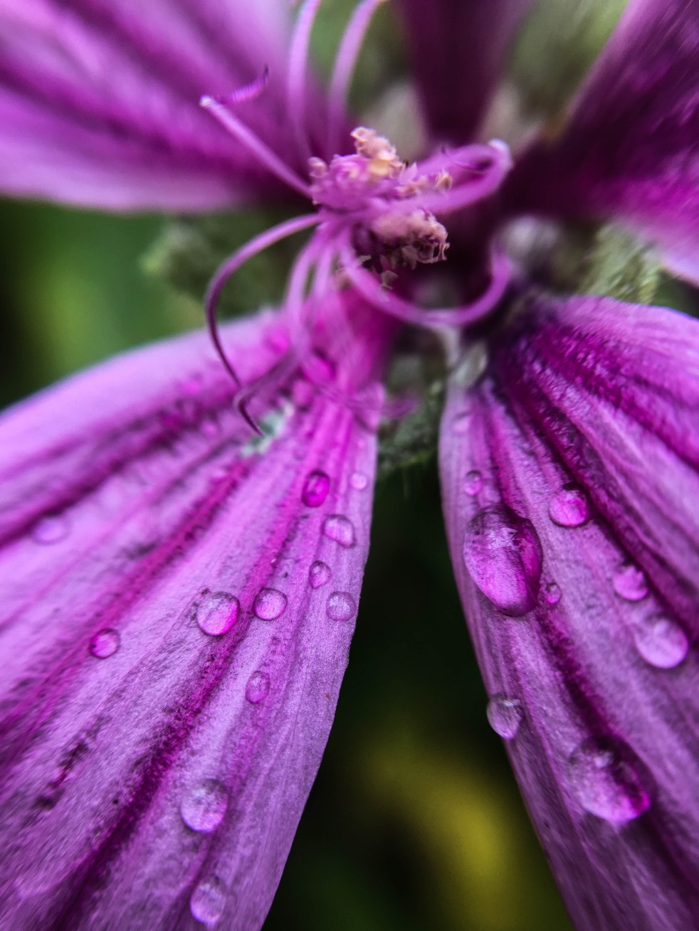 raindrops purple flower