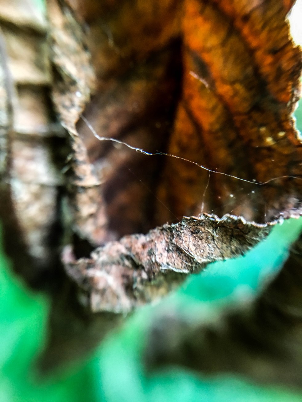 Spiderweb on a leaf